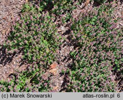 Teucrium chamaedrys (ożanka właściwa)