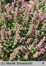 Teucrium chamaedrys (ożanka właściwa)