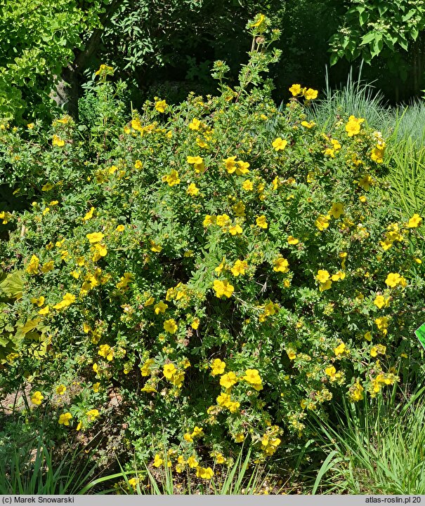 Potentilla fruticosa Dart's Golddigger