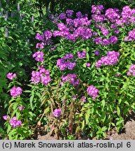 Phlox paniculata Laura