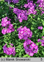 Phlox paniculata Laura