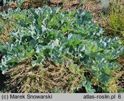 Crambe maritima (modrak morski)