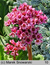 Bergenia Morgenröte