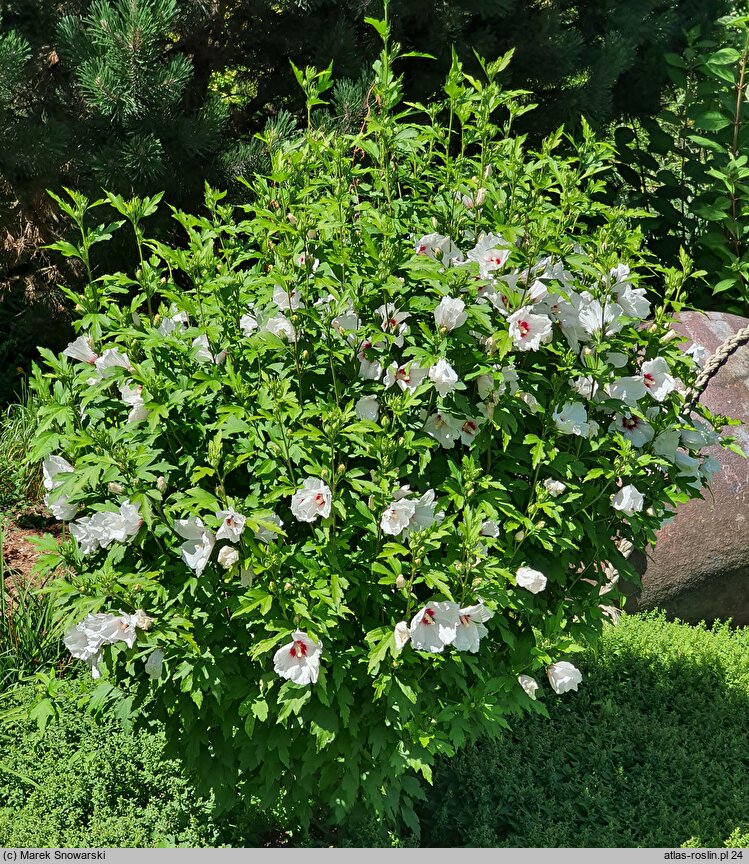 Hibiscus syriacus Red Heart