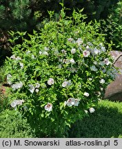 Hibiscus syriacus Red Heart