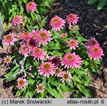 Echinacea Butterfly Kisses