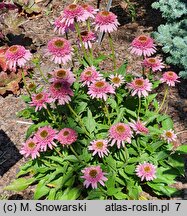 Echinacea Butterfly Kisses