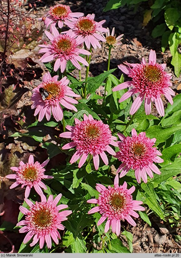 Echinacea Butterfly Kisses