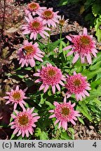 Echinacea Butterfly Kisses