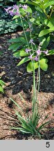 Tulbaghia violacea (czosnek fiołkowaty)