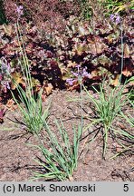 Tulbaghia violacea (czosnek fiołkowaty)