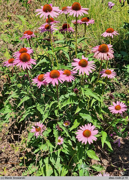 Echinacea purpurea Hope