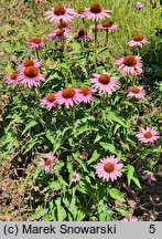 Echinacea purpurea Hope