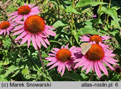 Echinacea purpurea Hope