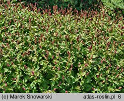 Polygonum amplexicaulis Firetail