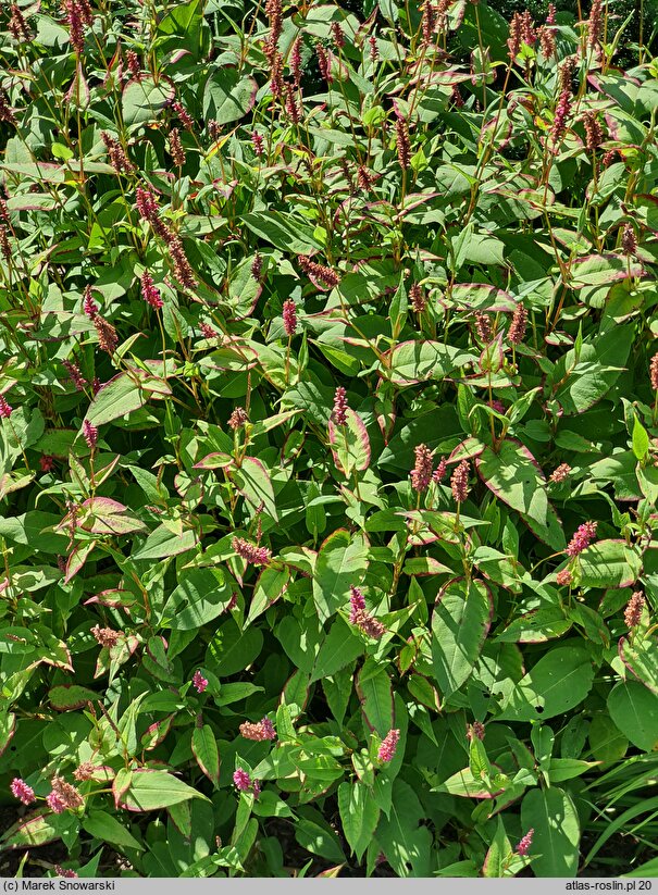 Polygonum amplexicaule Firetail
