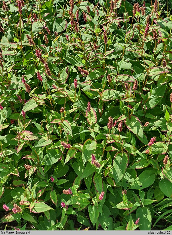 Polygonum amplexicaulis Firetail