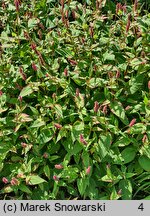 Polygonum amplexicaulis Firetail