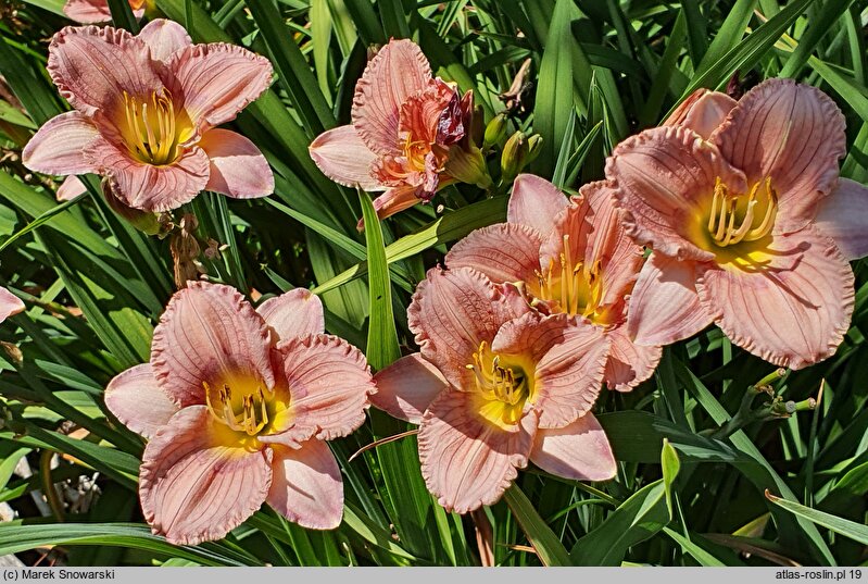 Hemerocallis ×hybrida Intermezzo Italiano