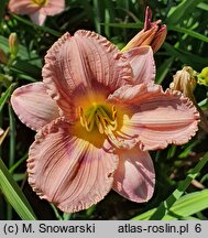 Hemerocallis ×hybrida Intermezzo Italiano