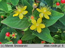 Hypericum ×inodorum Magical Red Flame