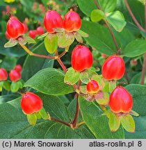 Hypericum ×inodorum Magical Red Flame