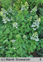 Hydrangea paniculata Magical Fire