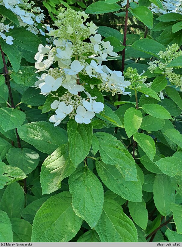 Hydrangea paniculata Magical Fire