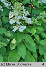 Hydrangea paniculata Magical Fire