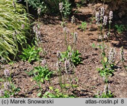 Stachys Summer Crush