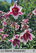 Lilium Friso