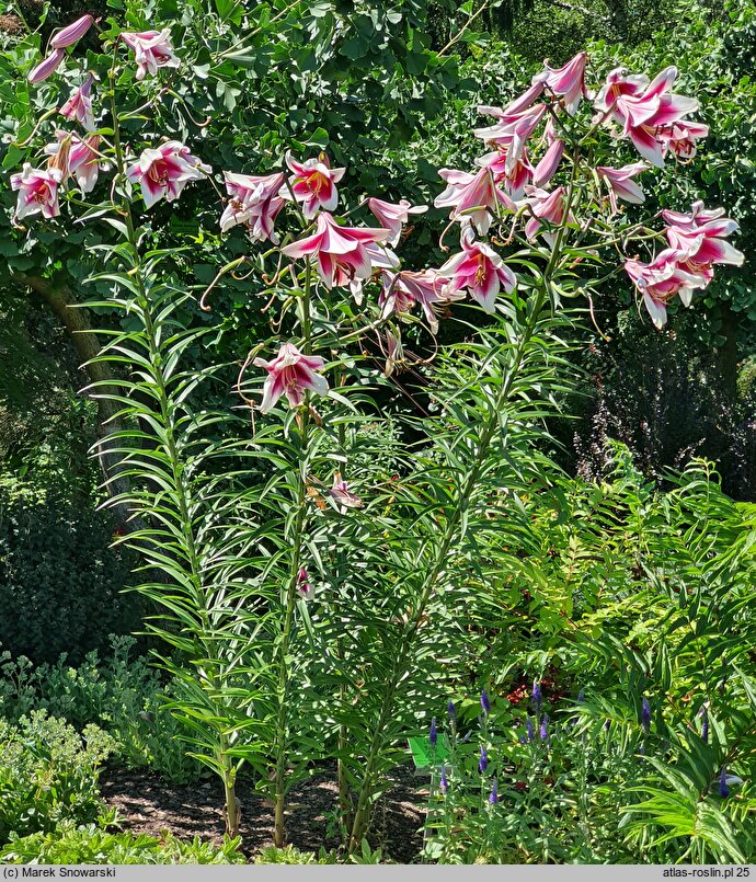 Lilium Friso