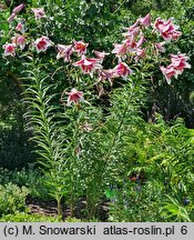 Lilium Friso