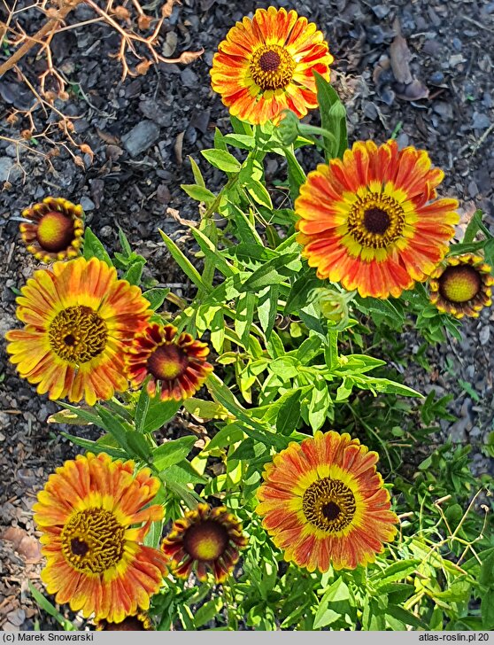 Helenium autumnale (dzielżan jesienny)