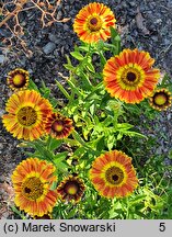 Helenium autumnale (dzielżan jesienny)