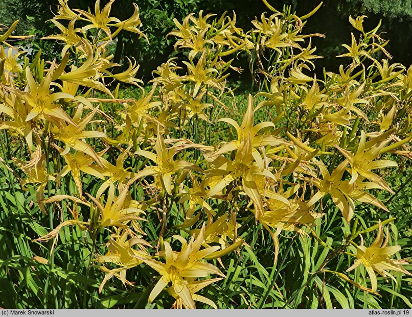 Hemerocallis fulva ssp. aurantiaca (liliowiec pomarańczowy)