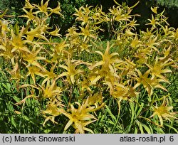 Hemerocallis fulva ssp. aurantiaca (liliowiec pomarańczowy)