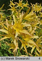 Hemerocallis fulva ssp. aurantiaca (liliowiec pomarańczowy)