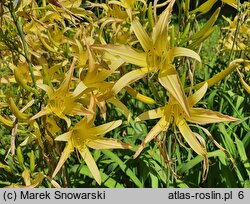 Hemerocallis fulva ssp. aurantiaca (liliowiec pomarańczowy)