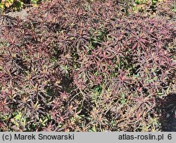 Euphorbia epithymoides Bonfire