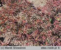 Euphorbia epithymoides Bonfire