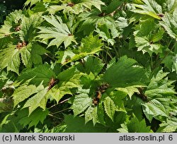 Glaucidium palmatum (glaucidium groniaste)