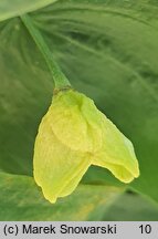 Uvularia grandiflora Pallida