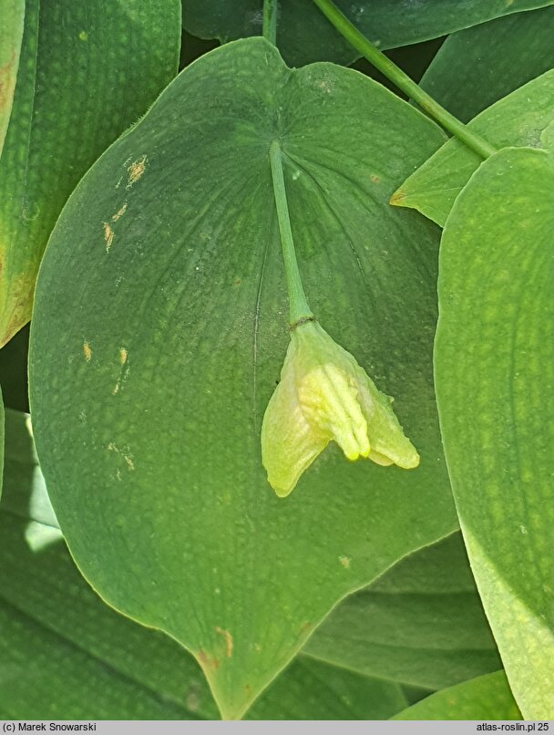 Uvularia grandiflora Pallida