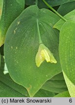 Uvularia grandiflora Pallida