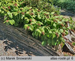 Smilacina racemosa (majówka groniasta)