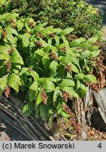 Smilacina racemosa (majówka groniasta)