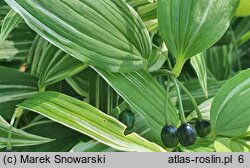 Disporum sessile cv. Variegatum (parnik wspaniały)