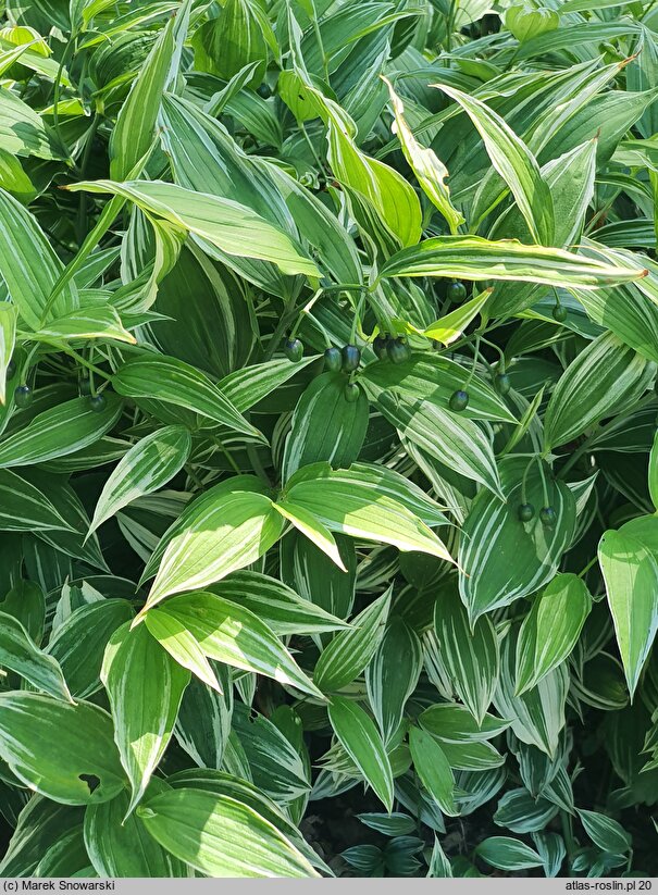 Disporum sessile ‘Variegatum’ (parnik wspaniały)