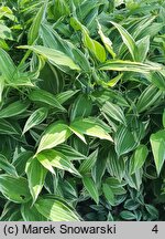 Disporum sessile cv. Variegatum (parnik wspaniały)